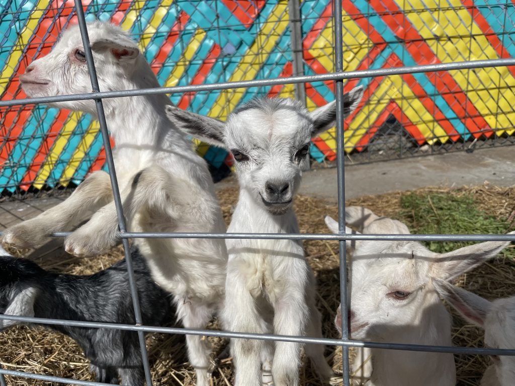 Joplin Empire Market to Host Goats in the Garden Event on March 9