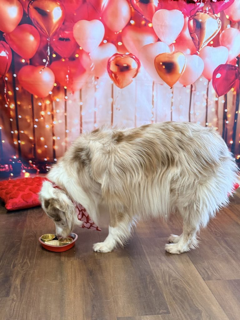 King Style Dog Boarding Updates for February 2026