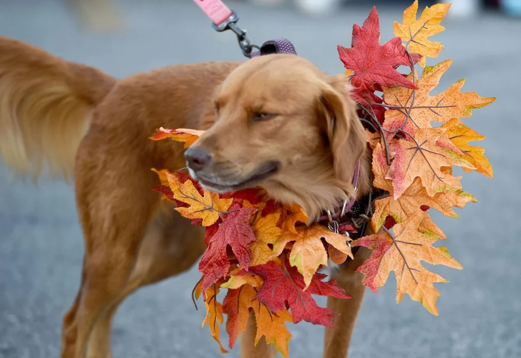 The Joplin Globe Looking for Fall Themed Photos to be Sent in for Upcoming Fall Issue of Joplin Living
